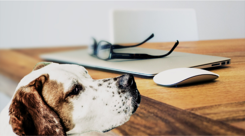 cachorro cheirando a mesa